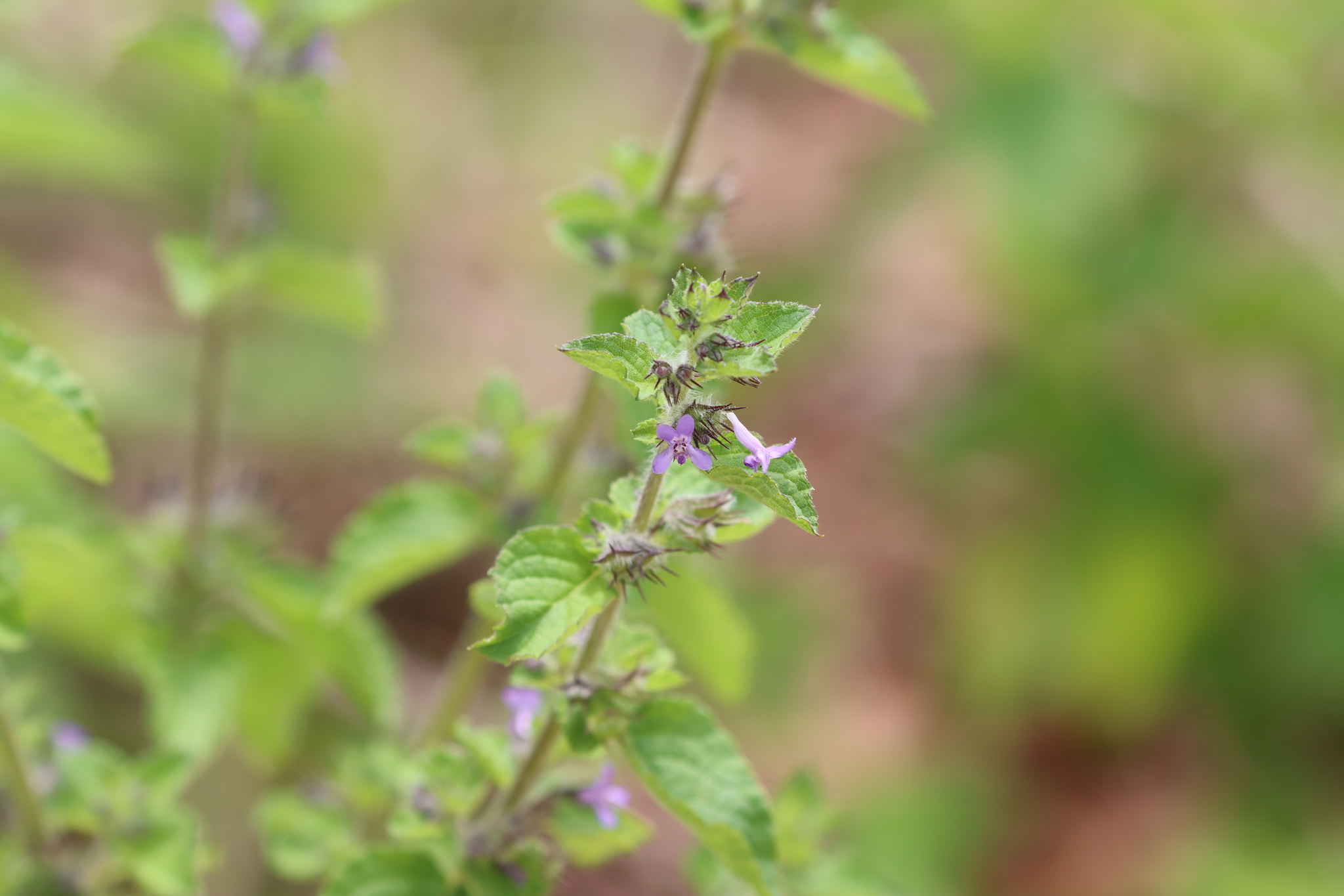Hyptis suaveolens